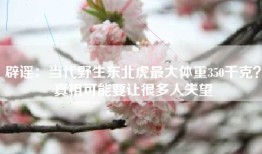 辟谣：当代野生东北虎最大体重350千克？真相可能要让很多人失望