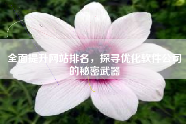 全面提升网站排名，探寻优化软件公司的秘密武器